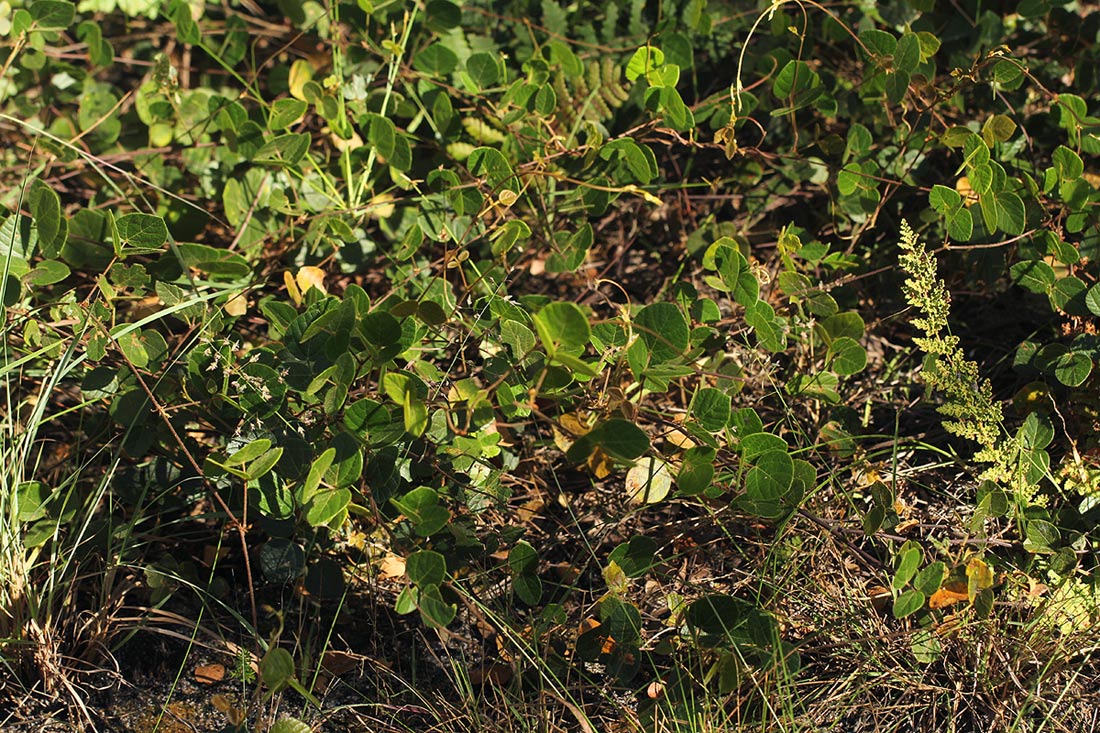 Rhynchosia stipata
