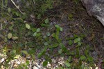 Rhynchosia stipata