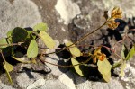 Rhynchosia stipata