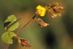 Rhynchosia stipata