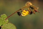 Rhynchosia stipata