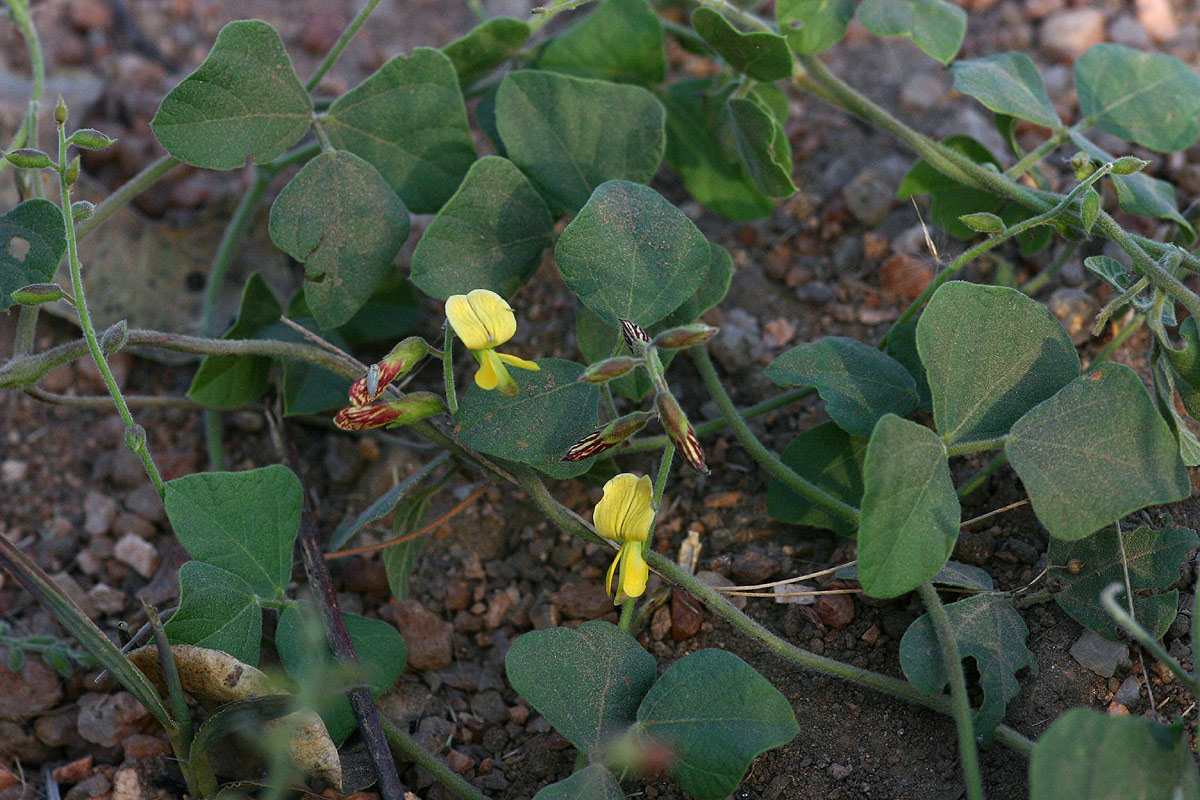 Rhynchosia sublobata