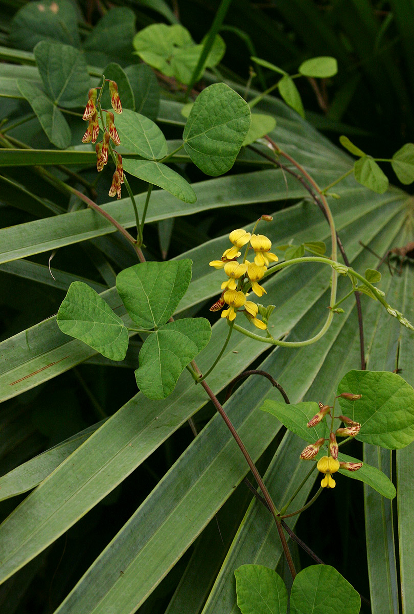 Rhynchosia sublobata