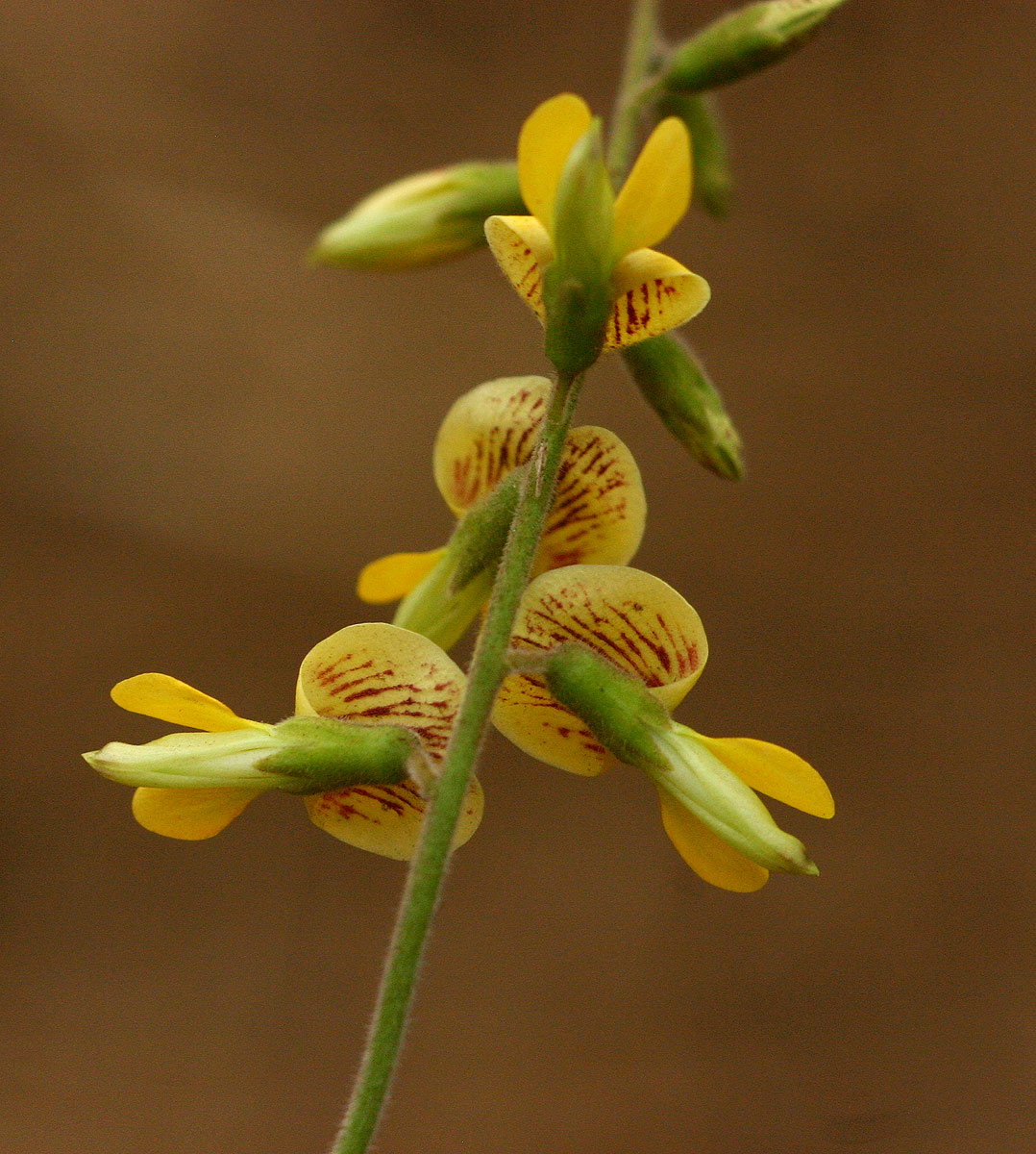 Rhynchosia sublobata