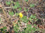 Rhynchosia wildii