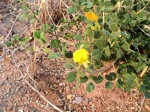 Rhynchosia wildii