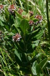 Eriosema buchananii var. buchananii