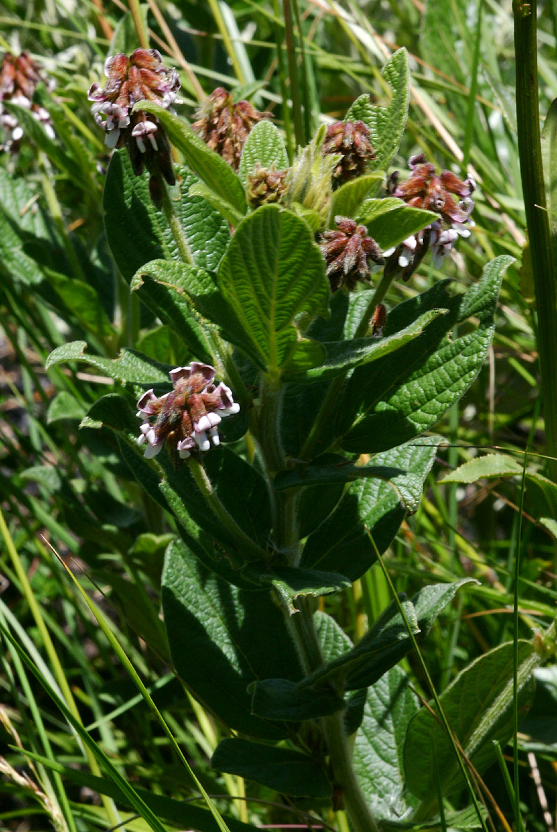 Eriosema buchananii var. buchananii