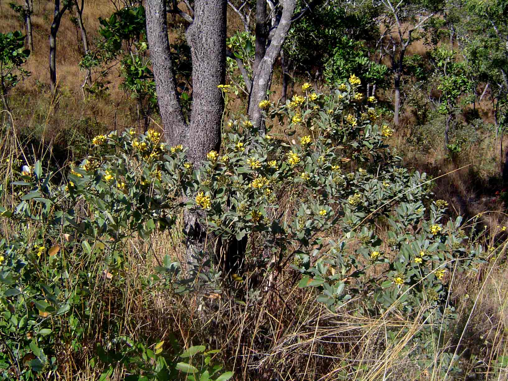 Eriosema ellipticum subsp. ellipticum