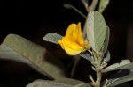 Eriosema ellipticum subsp. ellipticum