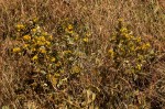 Eriosema ellipticum subsp. ellipticum