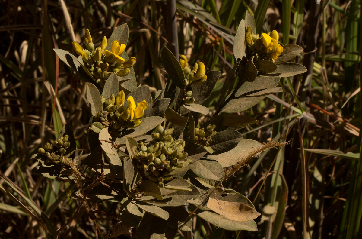 Eriosema ellipticum subsp. ellipticum
