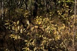 Eriosema ellipticum subsp. ellipticum