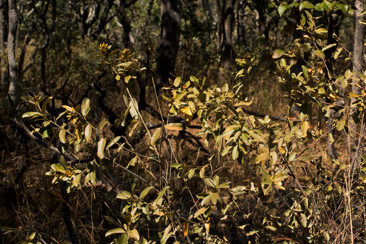 Eriosema ellipticum subsp. ellipticum