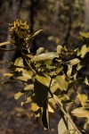 Eriosema ellipticum subsp. ellipticum