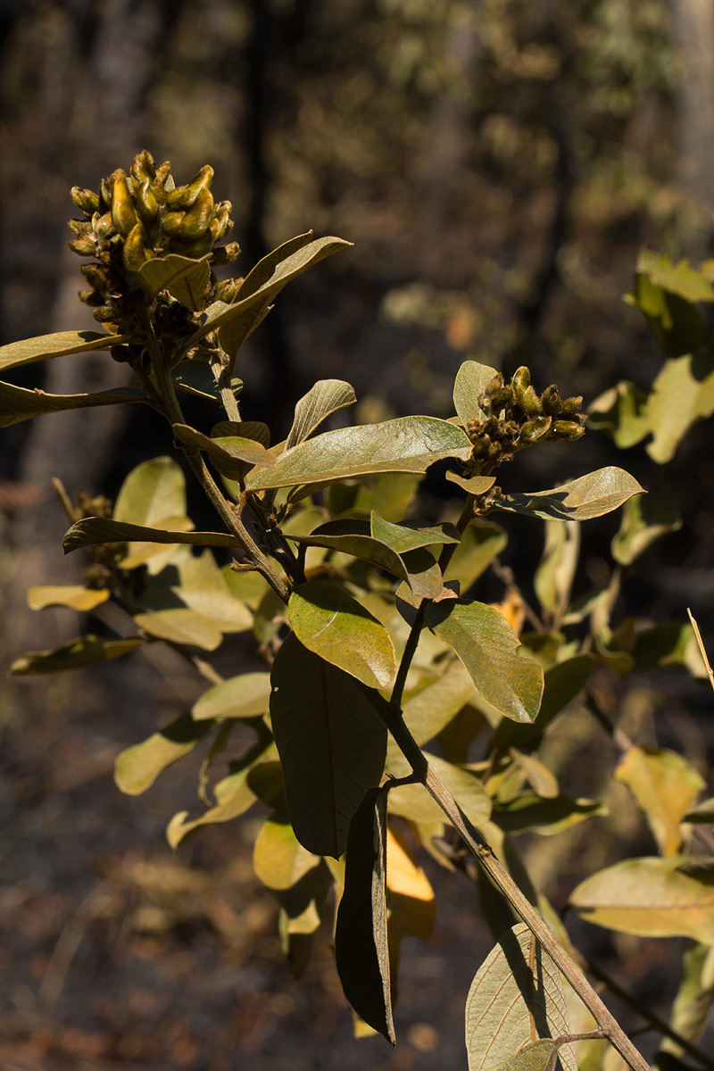 Eriosema ellipticum subsp. ellipticum