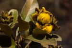Eriosema ellipticum subsp. ellipticum