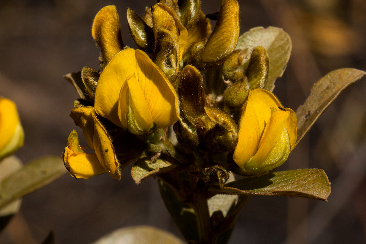Eriosema ellipticum subsp. ellipticum