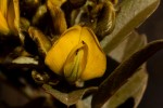 Eriosema ellipticum subsp. ellipticum