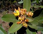 Eriosema ellipticum subsp. ellipticum