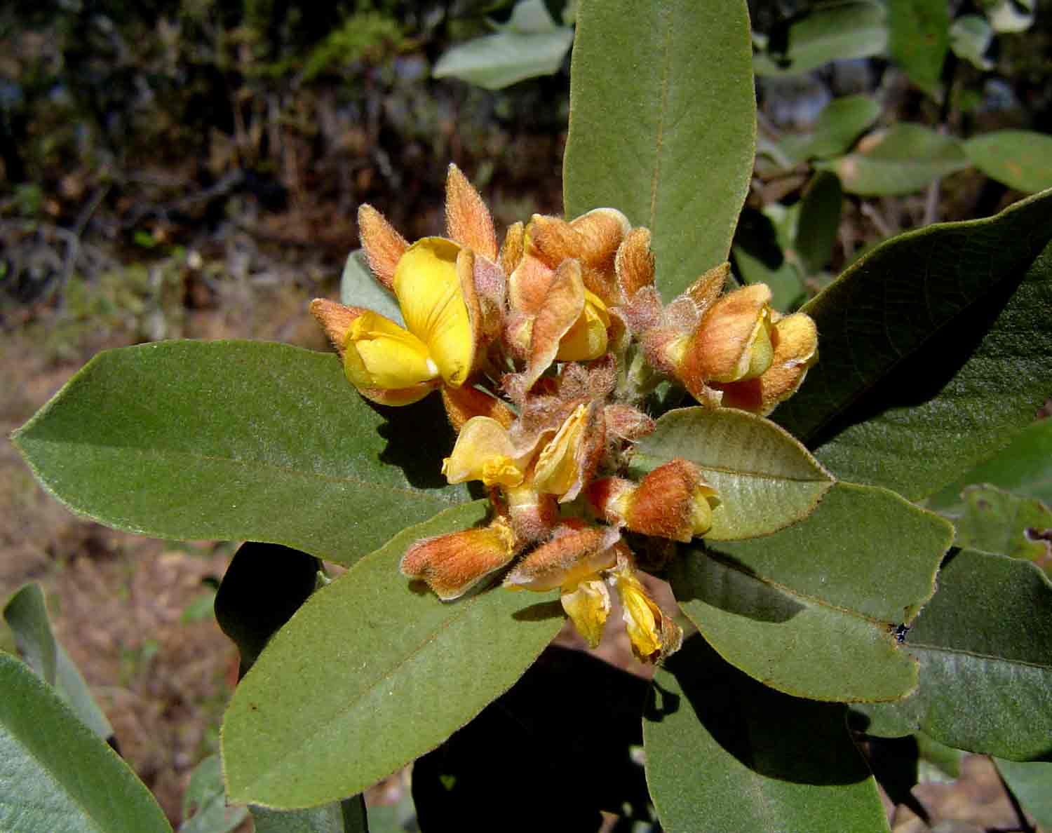 Eriosema ellipticum subsp. ellipticum