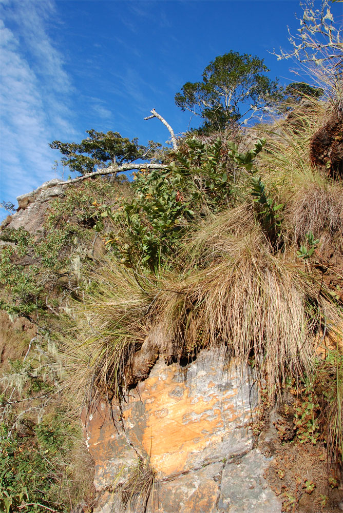 Eriosema ellipticum subsp. ellipticum