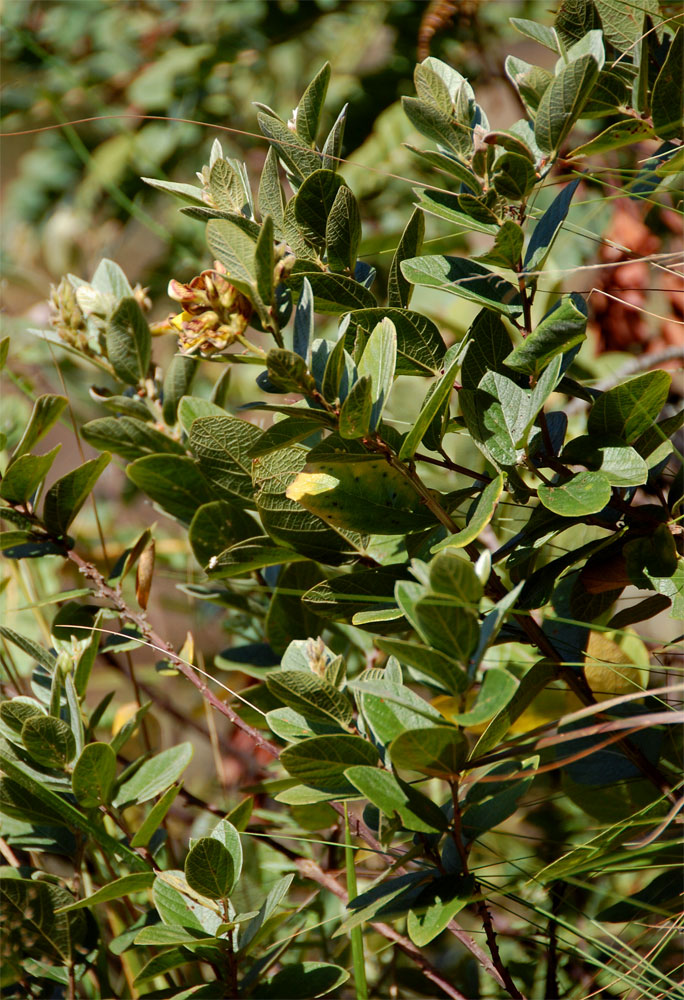 Eriosema ellipticum subsp. ellipticum