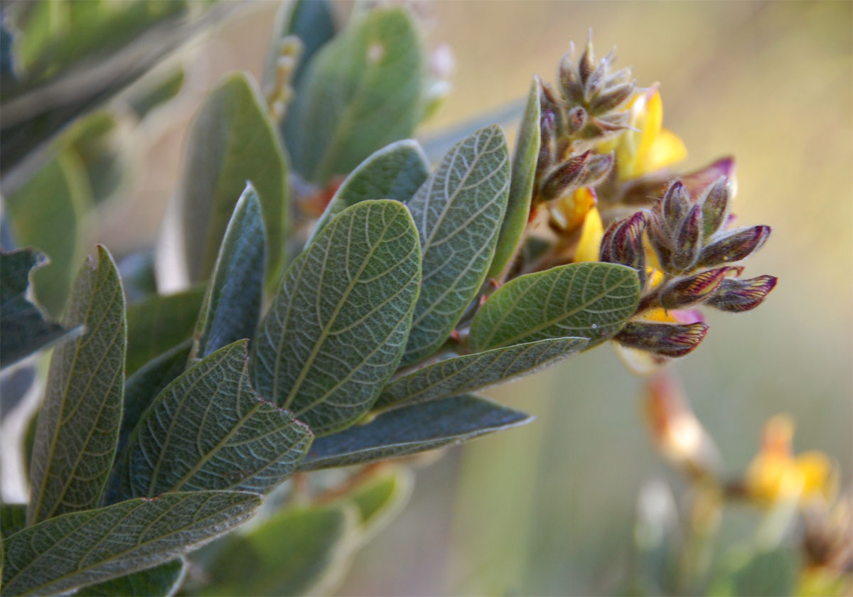Eriosema ellipticum subsp. ellipticum