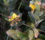 Eriosema ellipticum subsp. ellipticum