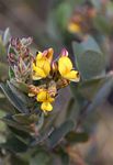 Eriosema ellipticum subsp. ellipticum
