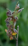 Eriosema englerianum