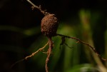 Eriosema lebrunii