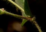 Eriosema lebrunii