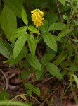 Eriosema macrostipulum var. macrostipulum