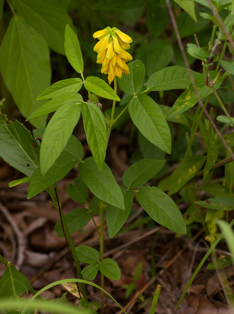 Eriosema macrostipulum var. macrostipulum