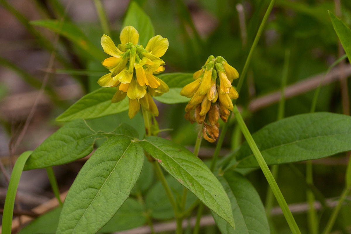 Eriosema macrostipulum var. macrostipulum