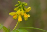 Eriosema macrostipulum var. macrostipulum