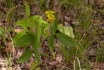 Eriosema macrostipulum var. macrostipulum