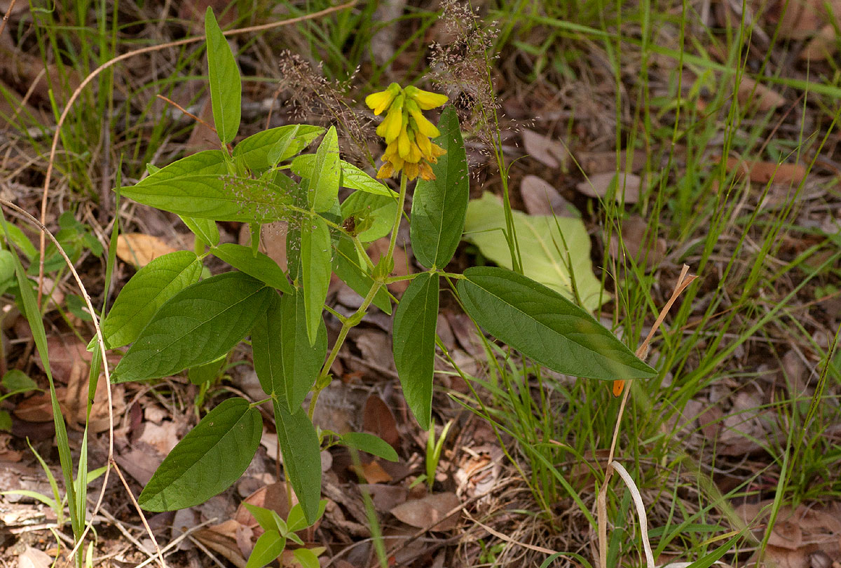 Eriosema macrostipulum var. macrostipulum