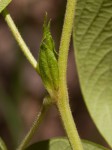 Eriosema macrostipulum var. macrostipulum
