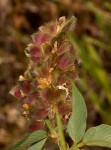 Eriosema montanum