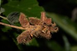 Eriosema montanum