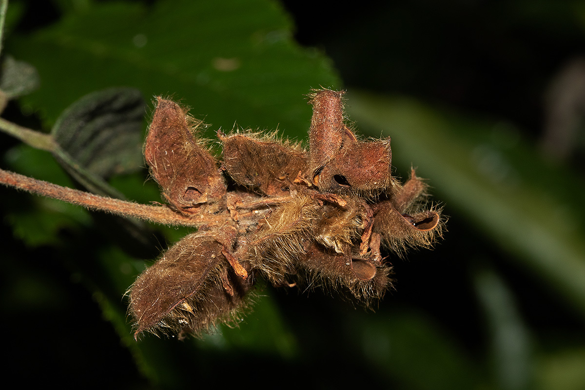 Eriosema montanum
