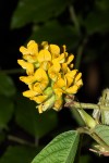 Eriosema montanum