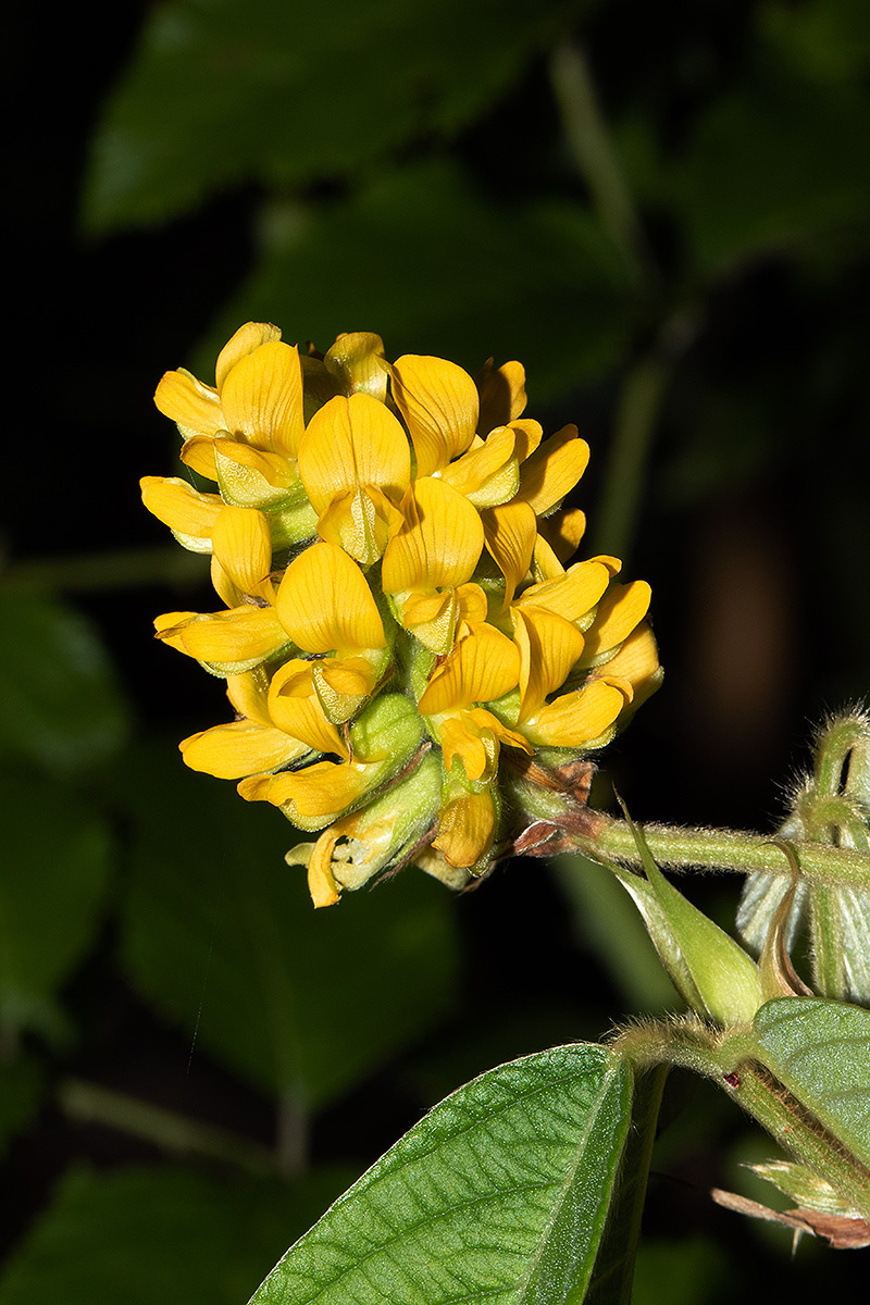 Eriosema montanum