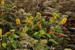 Eriosema montanum
