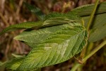 Eriosema montanum