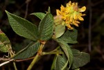 Eriosema montanum