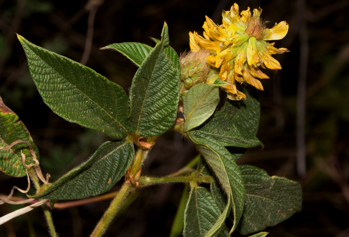 Eriosema montanum