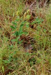 Eriosema montanum
